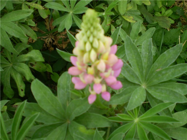 lupinus